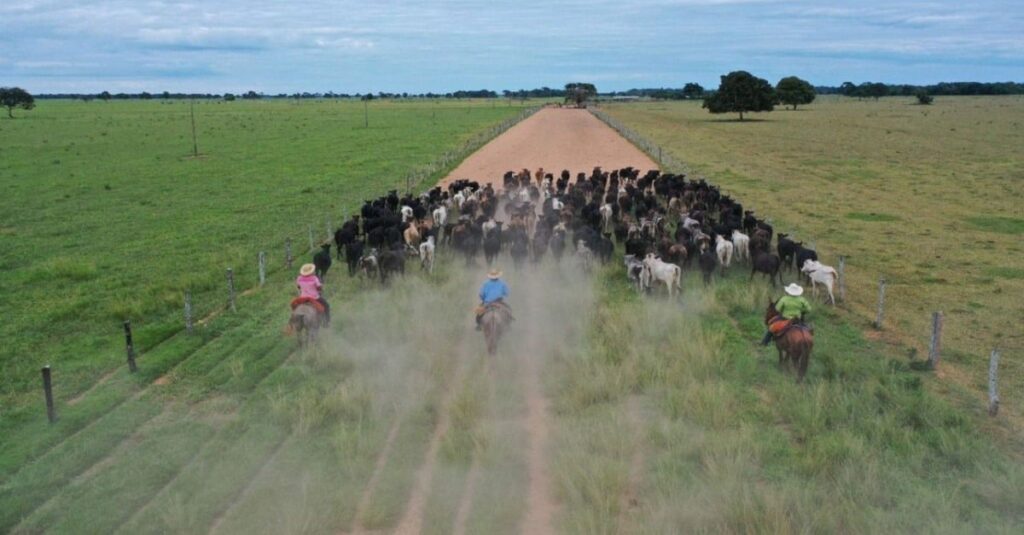 Bem-estar animal: especialista explica o bê-á-bá para o treinamento de vaqueiros