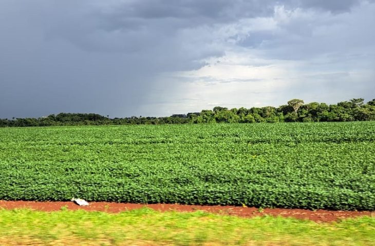 Prazo para cadastro de áreas de plantio de soja encerra em 31 de janeiro em MS