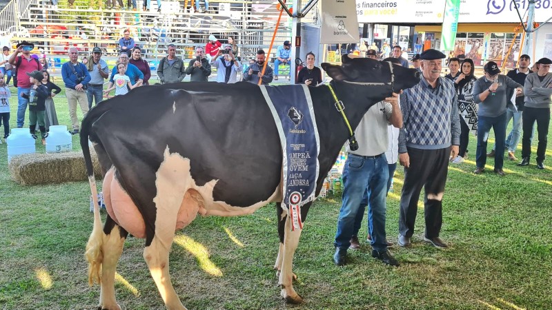 Vaca holandesa produz 82,69 kg e vence concurso leiteiro — CompreRural