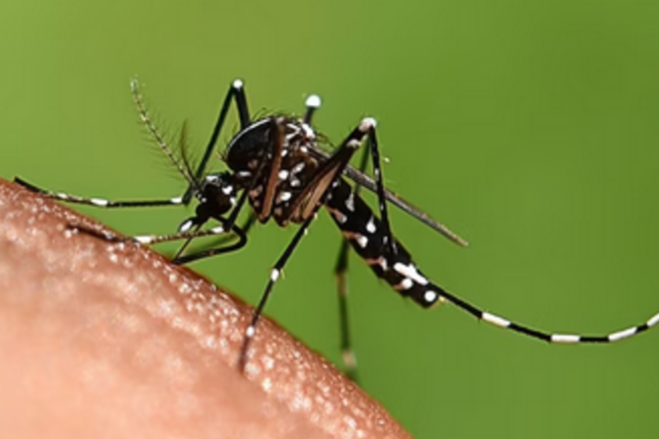 Vacina da dengue agrega outras estratégias de combate, diz ministério