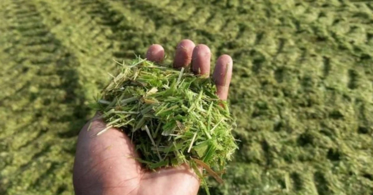 A Boa Silagem: Qual é a metragem ideal? 34 Descubra a metragem ideal para retirar a silagem do gado