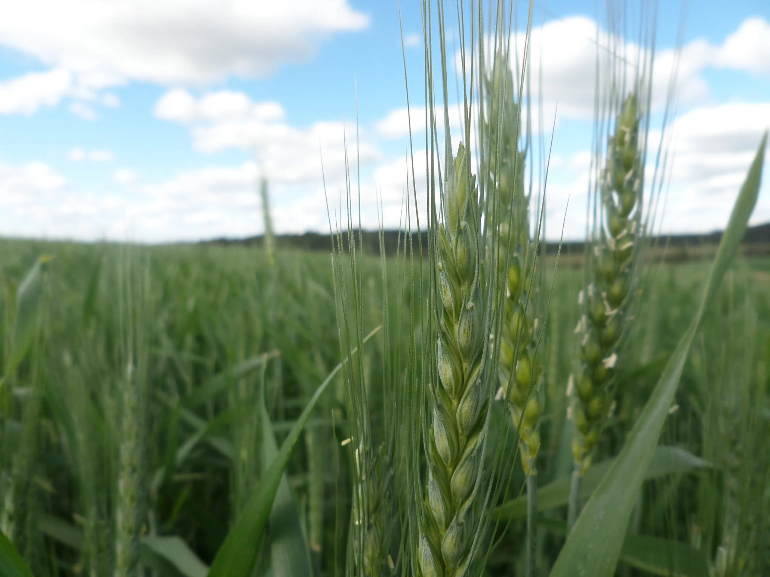 ARTIGO As aristas podem afetar a qualidade da silagem de cereais de inverno?