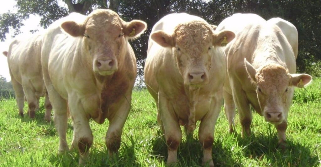 Charolês: “O único insumo gratuito da pecuária é a heterose. Use a heterose!”, aconselha pecuarista