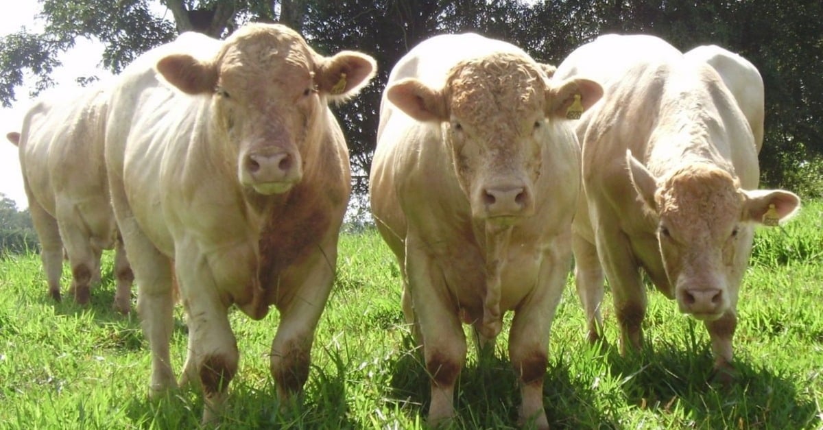 A pecuária: utilize a heterose com Charolês!