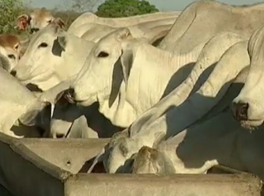 Abate de bovinos em Mato Grosso cresce 14,4%