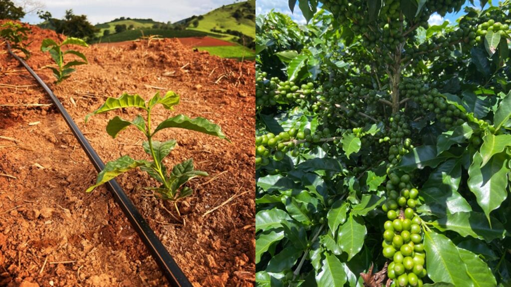Você está visualizando atualmente Adubo para café recém-plantado e em produção: o que muda?