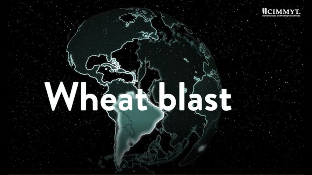 advance of wheat blast worldwide avanco da brusone do trigo no mundo