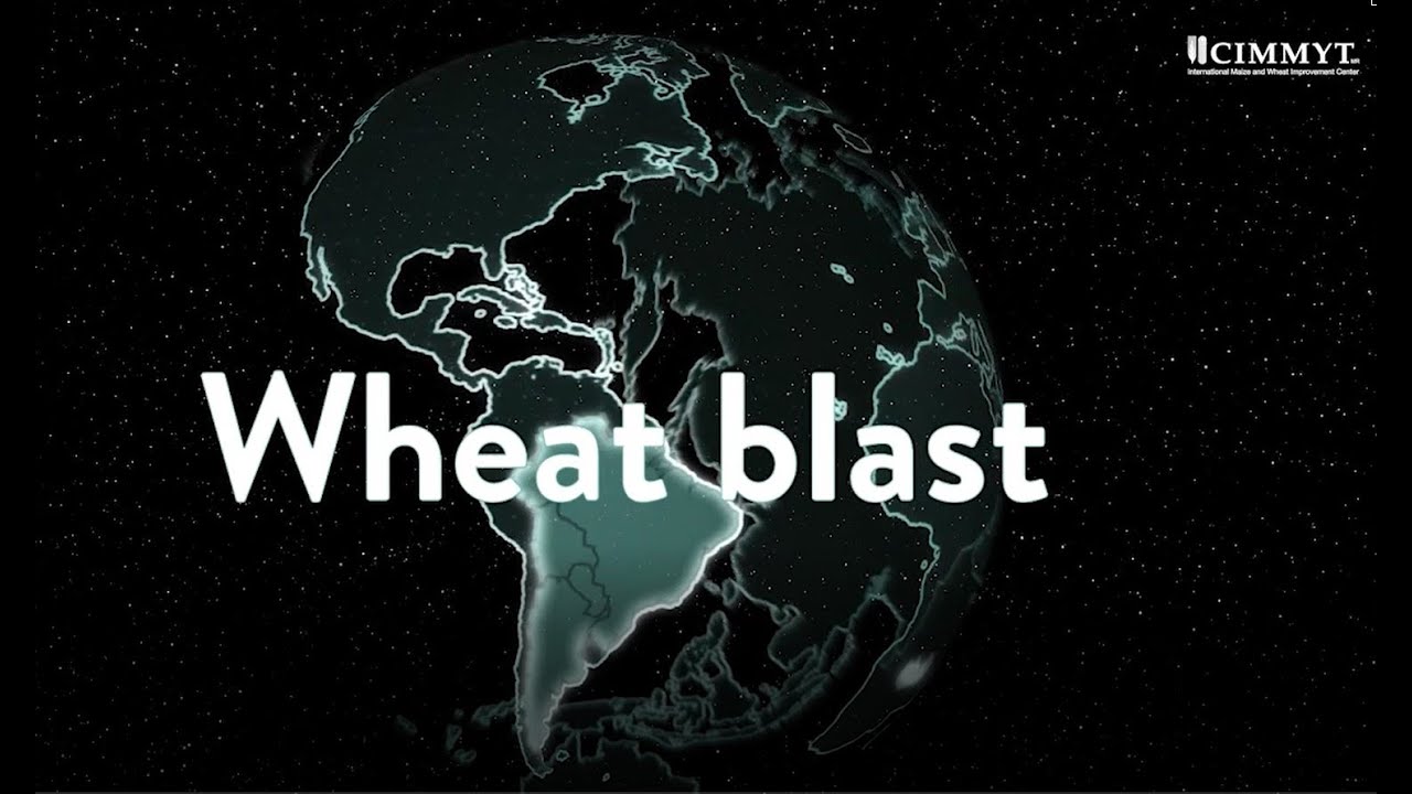 advance of wheat blast worldwide avanco da brusone do trigo no mundo