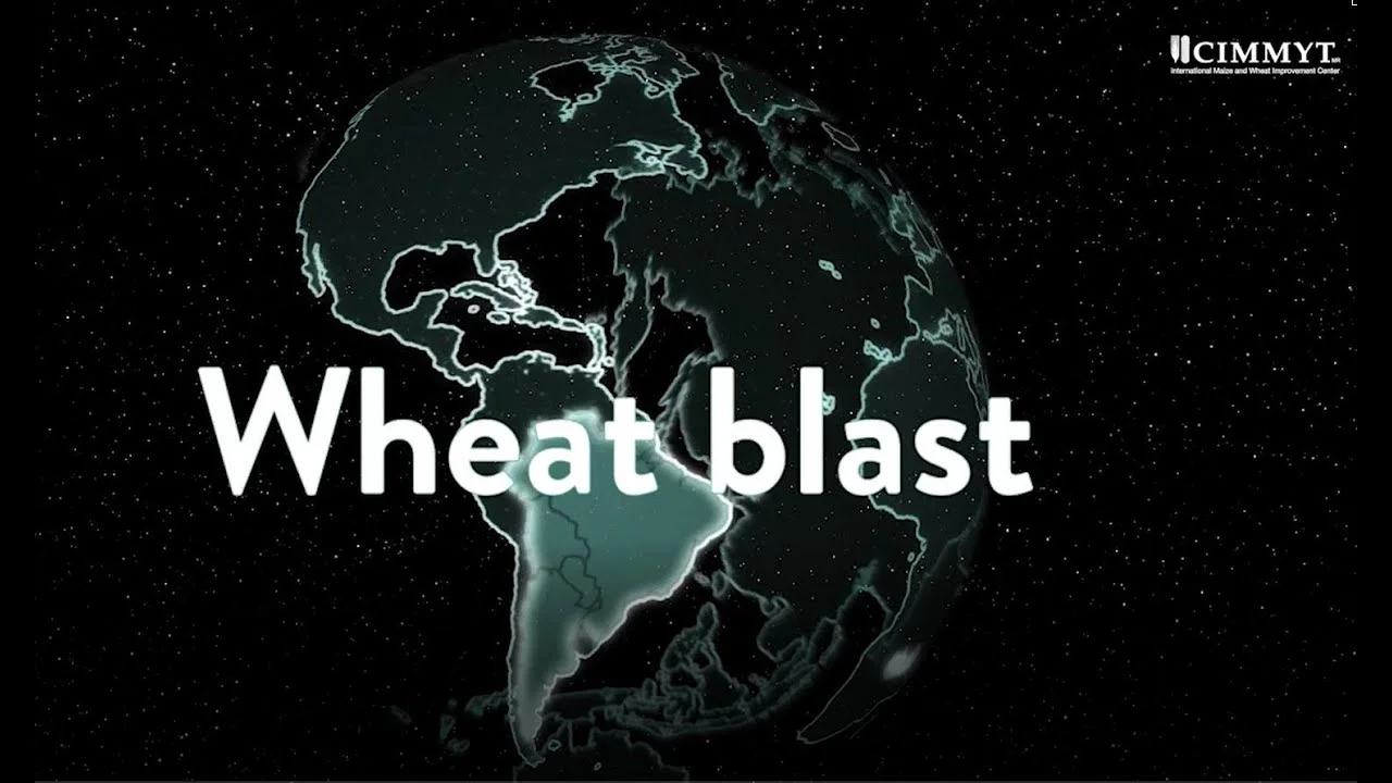 advance of wheat blast worldwide avanco da brusone do trigo no mundo