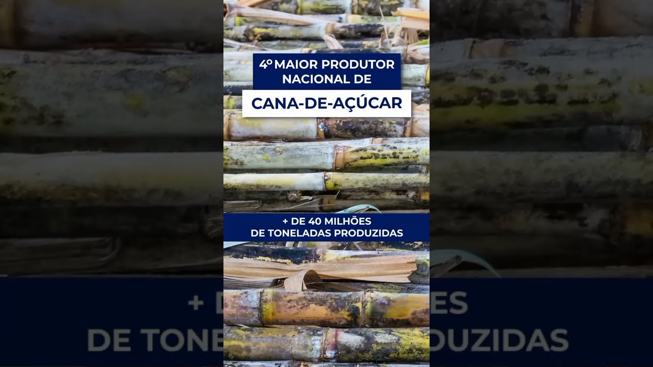 “Agro MS: Fatos Interessantes!” 🌱