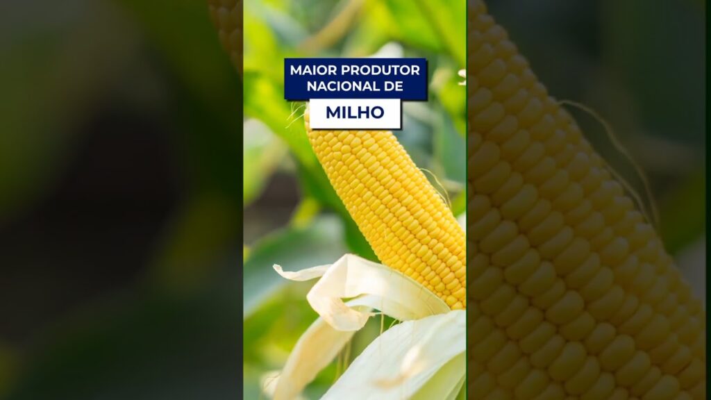 agro mt 5 fatos surpreendentes f09f8cbf