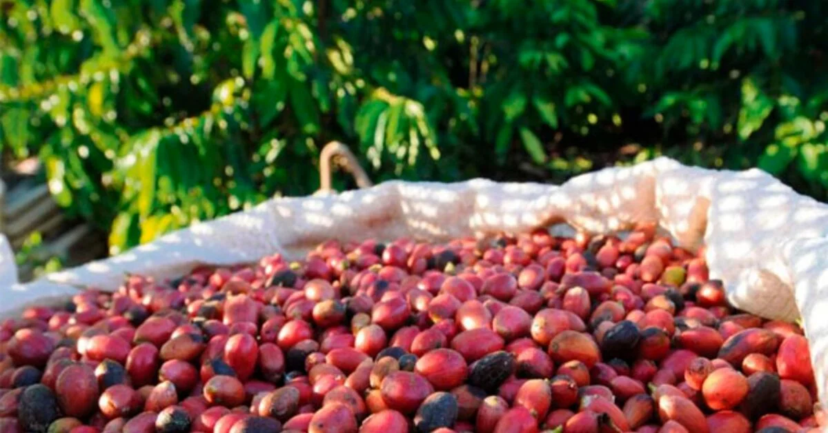 Agronegócio mineiro: exportações recordes em 2023. 13 Exportações do agronegócio mineiro batem recorde de volume em 2023 • Portal DBO