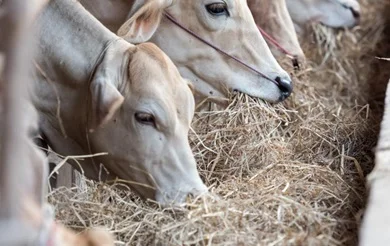 Alcançando o Topo em 8 Meses: Um Sucesso Surpreendente 14 sacas de soja por arroba
