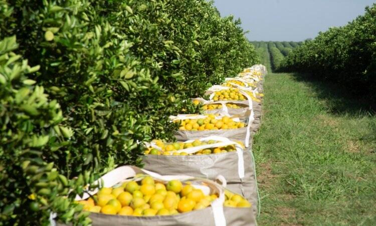 alerta clima seco ameaca citricultura 1