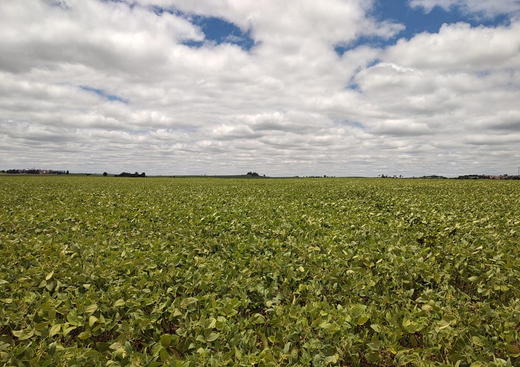 alerta soja abortando no norte do pr 1