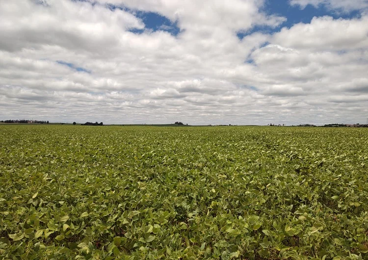 Alerta: Soja abortando no Norte do PR 2 alerta soja abortando no norte do pr 1