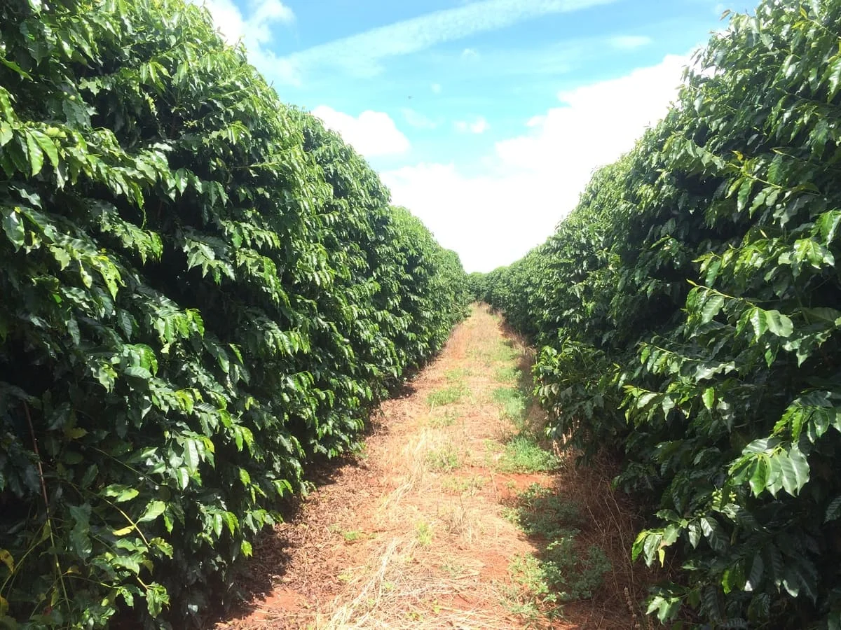 Amostragem eficaz com DRIS 47 como realizar amostragem utilizando DRIS