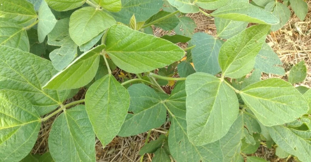 Mapa amplia calendário de semeadura da soja em sete estados