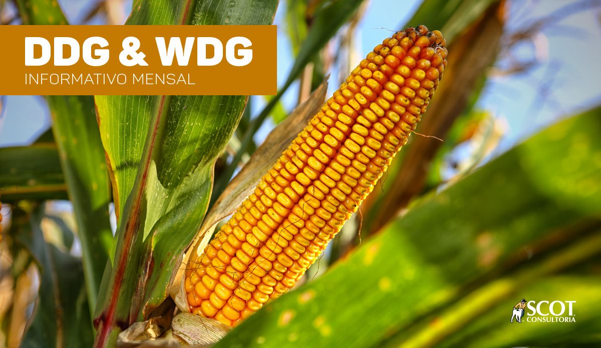 Análise Mensal DDG & WDG pela Scot Consultoria