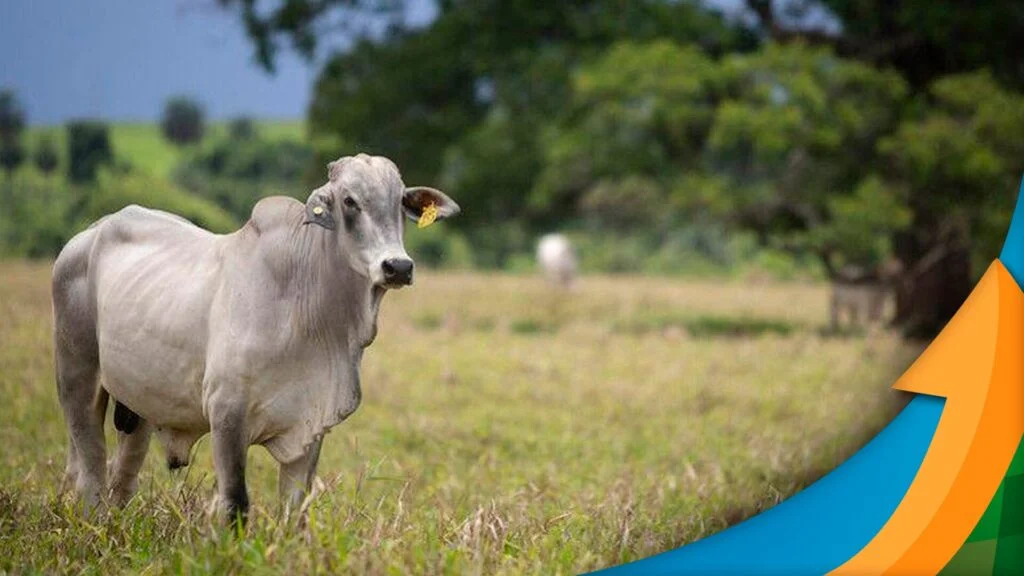 Ano começa com escalas de abate fechadas para 7 dias úteis e preços ainda firmes para arroba do boi