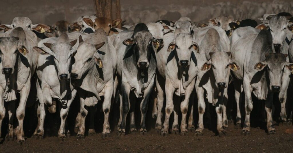 Argue Silveira: Segredo dos melhores touros Nelore. 67 argue silveira segredo dos melhores touros nelore 1