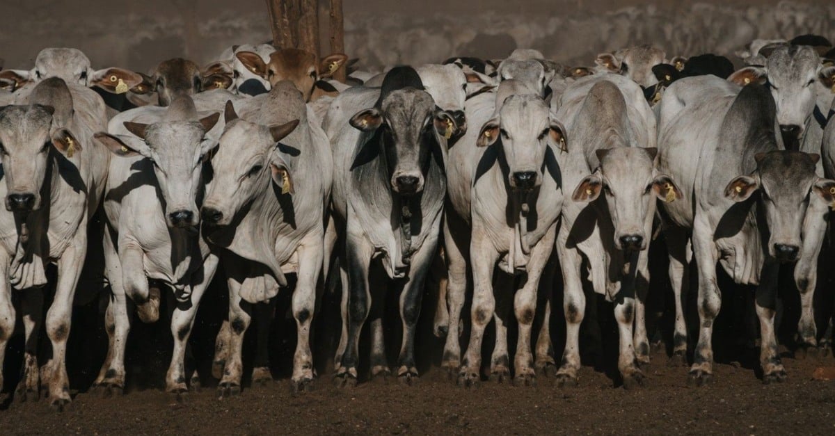 Argue Silveira: Segredo dos melhores touros Nelore.