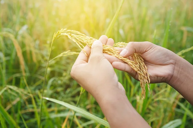 arroz floresce no rs 1