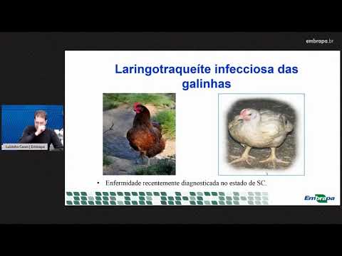 aula diagnostico diferencial das sindromes nervosas e respiratorias snra de aves domesticas