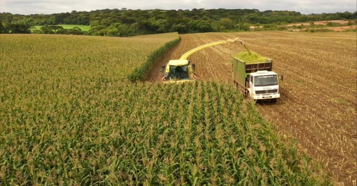 Aumente em até 10% a qualidade da sua silagem através do processamento adequado dos grãos 1 Otimize a qualidade da sua silagem: Descubra como o processamento adequado dos grãos pode aumentar em até 10%