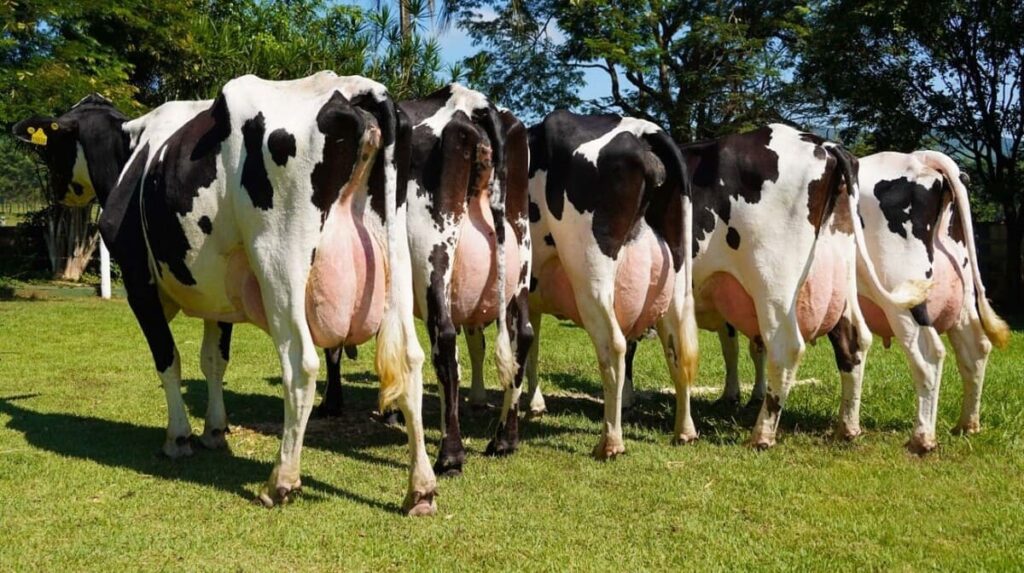 Aumente o lucro na pecuária leiteira: 4 dicas essenciais 11 Como aumentar o lucro na pecuária leiteira? Veja 4 dicas principais