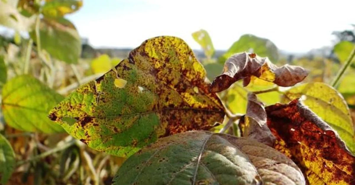 Aumento alarmante: 491% mais casos de ferrugem-asiática
