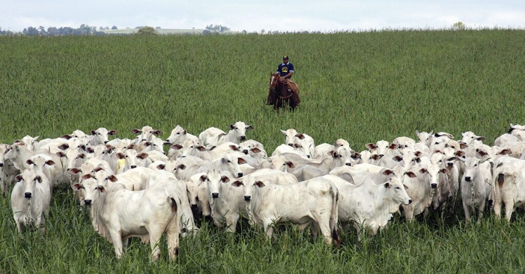 Aumento de 1,06% na produção paulista em 2023, segundo IEA. 14 Produtor paulista recebeu 1,06% mais por seus produtos em 2023 ante 2022, diz IEA • Portal DBO