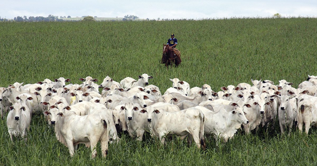 Aumento de 1,06% na produção paulista em 2023, segundo IEA.