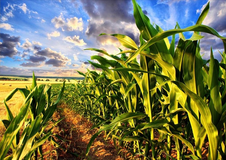 aumento do risco de invernada em janeiro 1