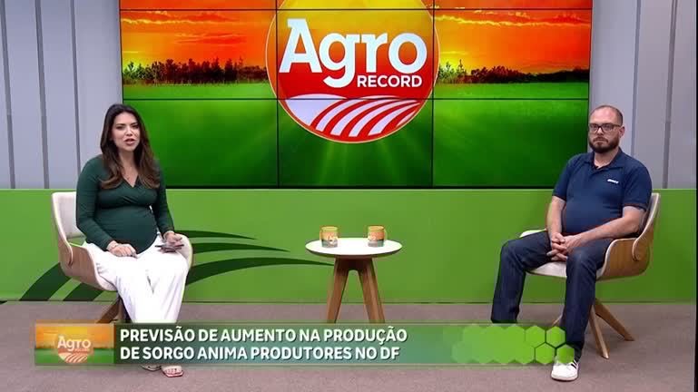 Aumento na produção de sorgo anima