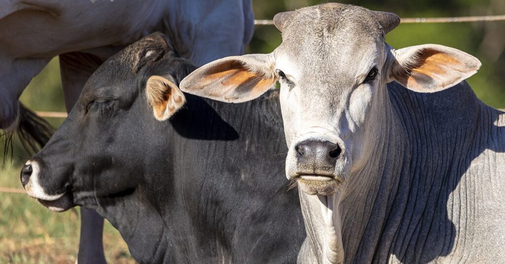 diferencial de base MT-SP atinge maior patamar da história • Portal DBO