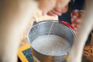 Pesquisa revela promissora estratégia de biocontrole na produção de gado leiteiro