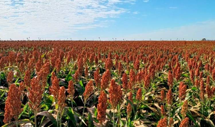 Birigui: líder na produção de sorgo! 1 Birigui: líder na produção de sorgo!