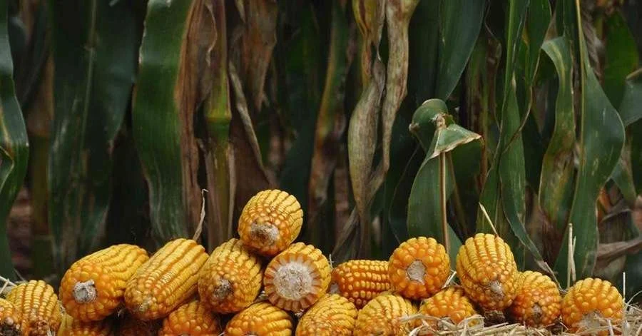 Boa colheita de milho no RS mas menor. 10 Colheita do milho deve ser boa no RS, mas menor que a estimativa inicial