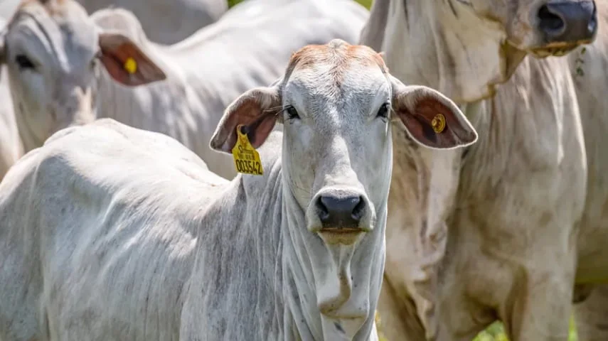 Boi gordo: alta surpreendente em Minas 4 Preço do boi gordo volta a subir em Minas Gerais | Painel Agro