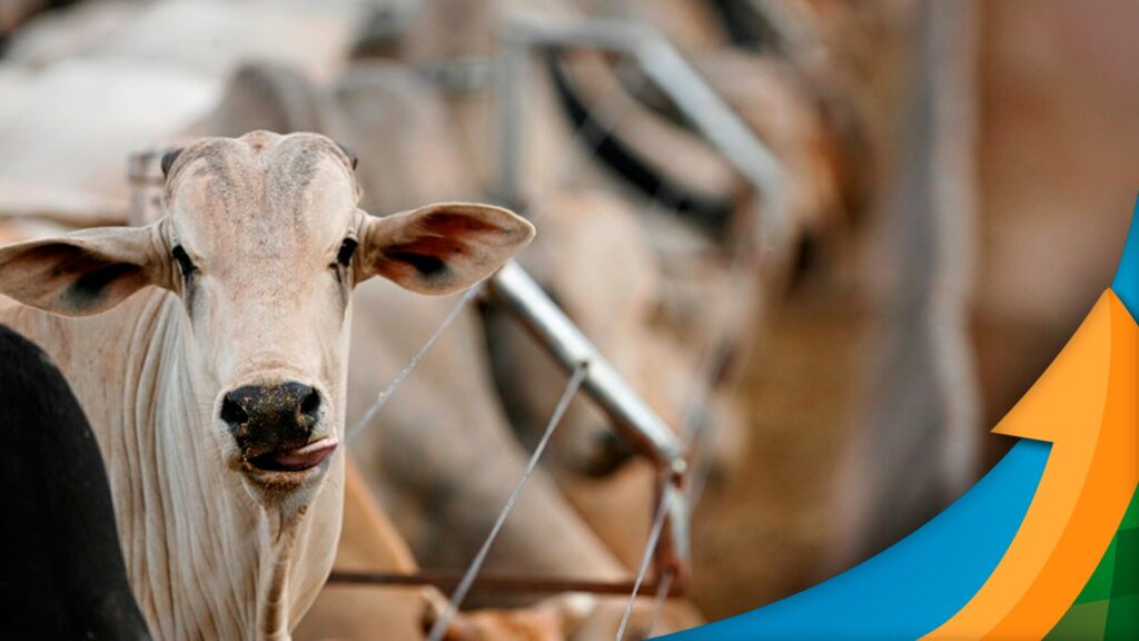 Negócios com o boi gordo voltam a acontecer mas comportamento restritivo do pecuarista deve reduzir pressão sobre os preços da arroba
