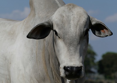 Boi gordo: preço futuro sem ágio (25)