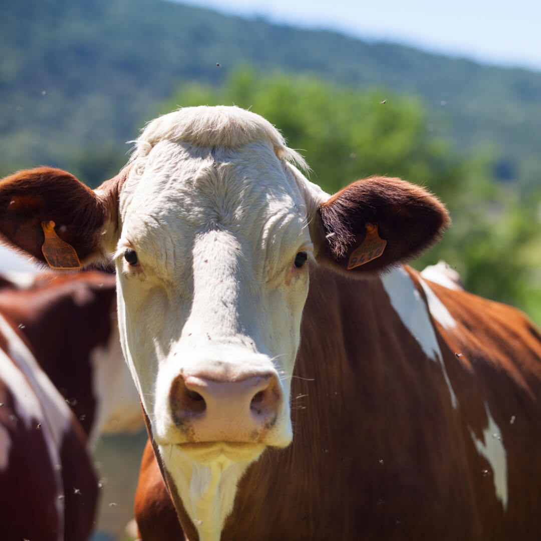 Variações nos Preços do Boi Gordo e Desafios nas Exportações de Carne Bovina em 2023