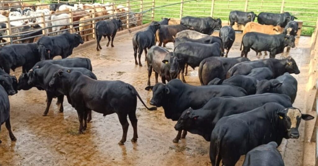 Boiada cruzada semiconfinada chega a média de 21,4@ no Pará