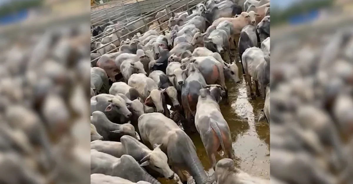 Bois semi ultrapassam 21@ no Pará! 1 Bois semiconfinados ultrapassam 21@ no Pará