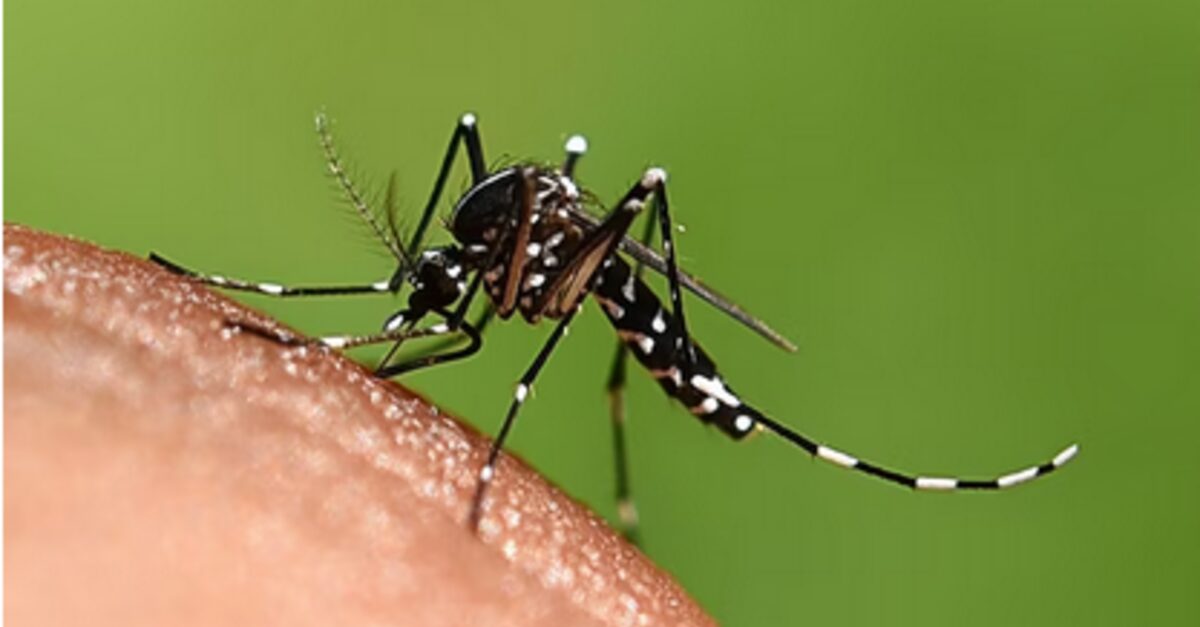 Vacina da dengue: novidades incríveis!