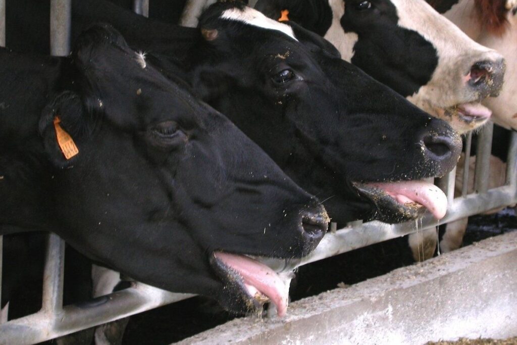 Brasil importou 1 bilhão de litros de leite - Leia mais! 1 vaca leiteira