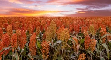 Brasil mira o pódio na produção de sorgo 2 Brasil pode se tornar terceiro maior produtor mundial de sorgo - Notícias sobre giro cidades