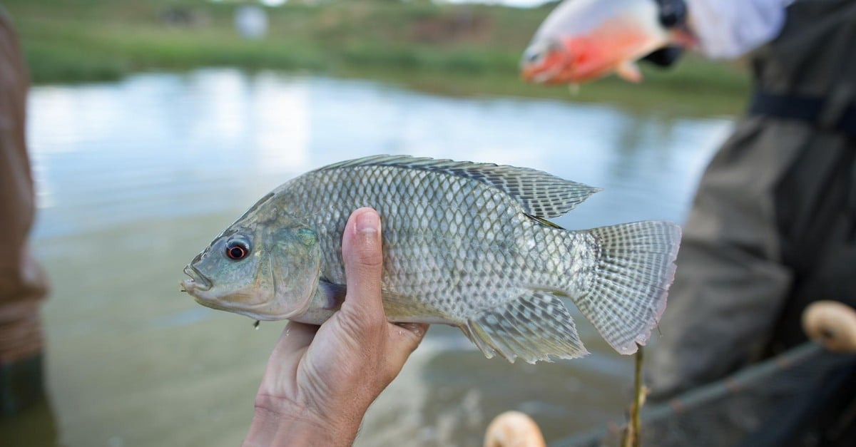 Brasil vai revisar protocolo de importação de tilápia do Vietnã, diz governo