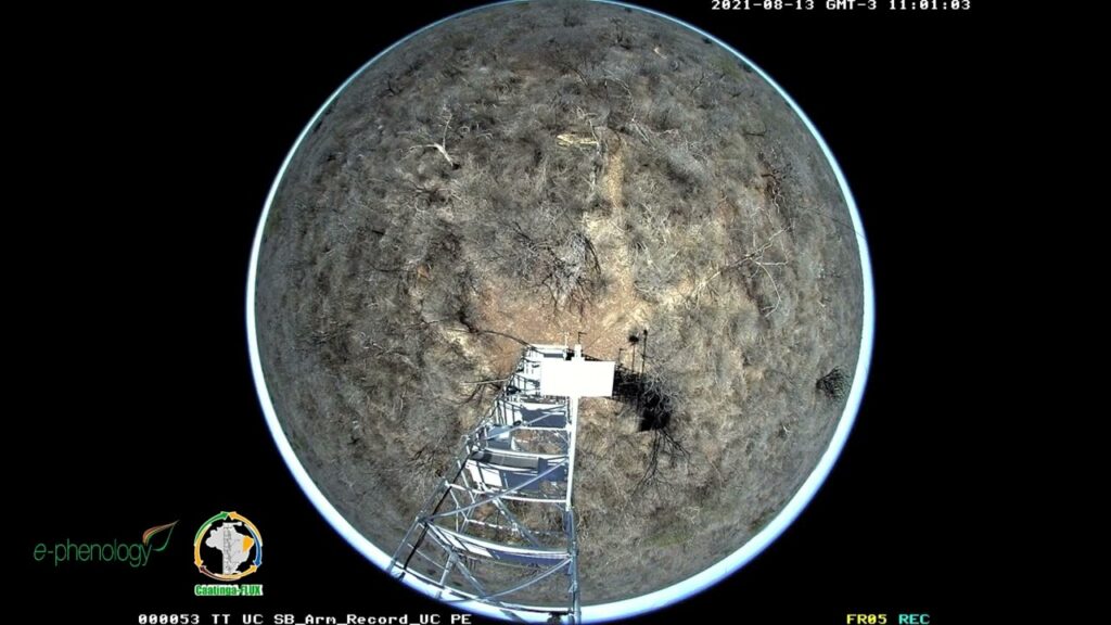 caatinga 365 transformacao da caatinga ao longo de um ano